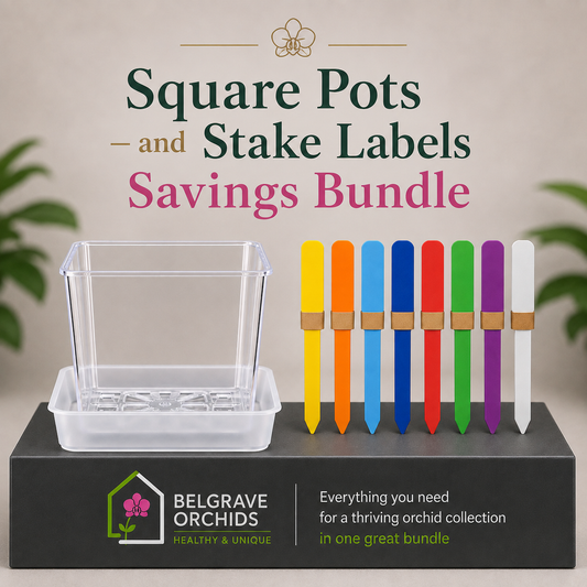 Premium Square Pot Duo — Square Clear Pots 105mm x 10 & 125mm x 5 + Flat Labels x20