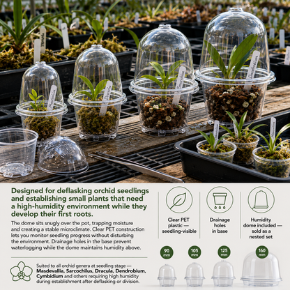 Orchid Seedling Humidity Dome 120mm shown over seedling in use