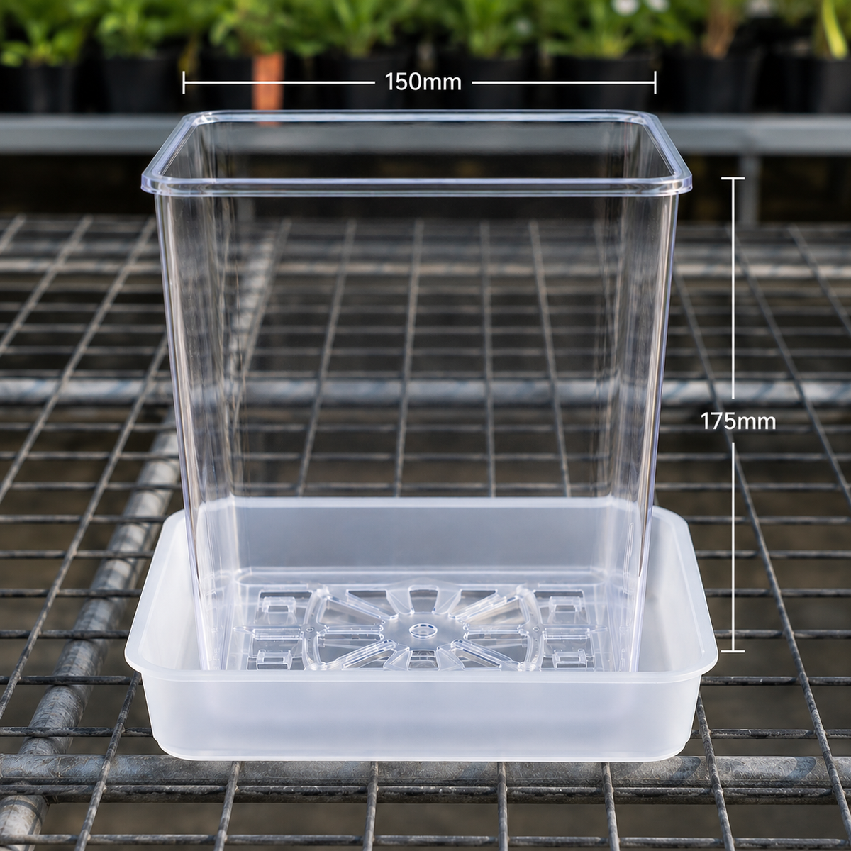 Square Clear Orchid Pot with Saucer 150mm showing size dimensions