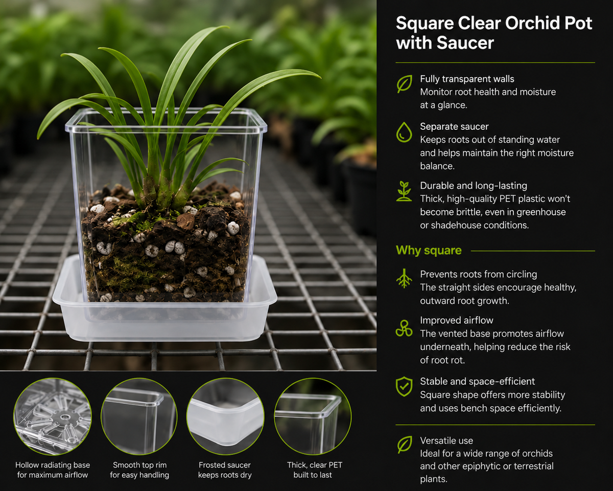 Square Clear Orchid Pot with Saucer 150mm shown with orchid growing